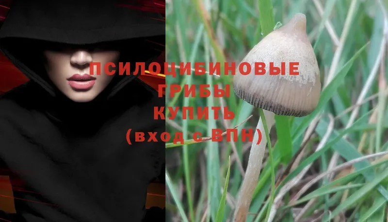 Псилоцибиновые грибы MAGIC MUSHROOMS  купить закладку  Холмск 